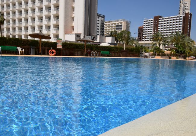 Studio in Benidorm - ACUARIUM 3 (STUDIO) Studio in Benidorm - ACUARIUM 3 (STUDIO)