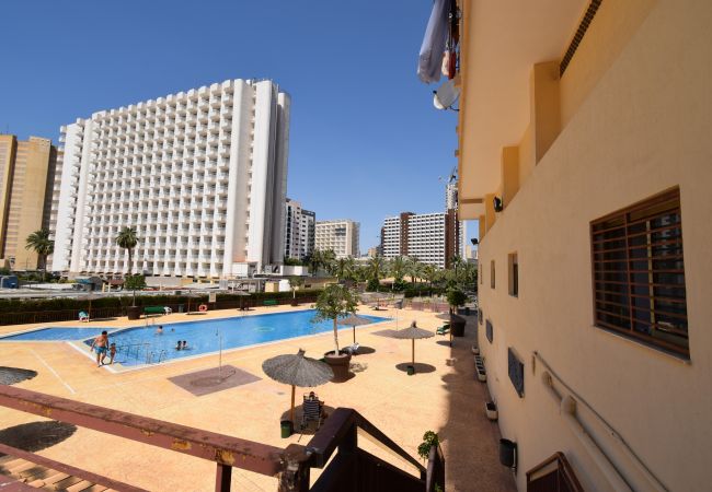 Studio in Benidorm - ACUARIUM 3 (STUDIO) Studio in Benidorm - ACUARIUM 3 (STUDIO)