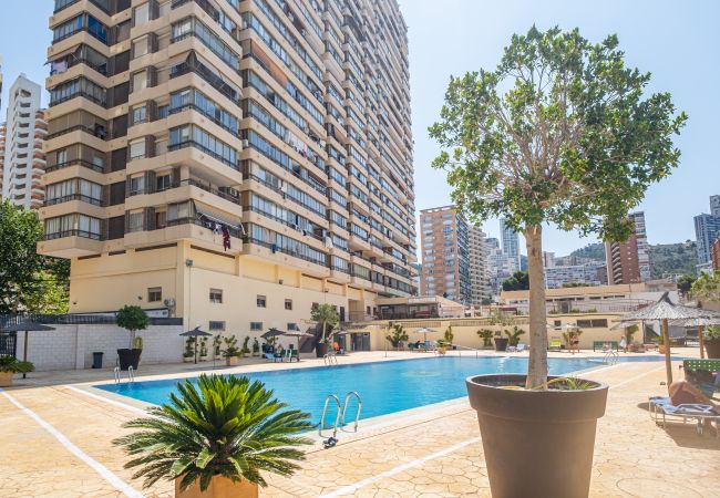 Studio in Benidorm - ACUARIUM 3 (STUDIO) Studio in Benidorm - ACUARIUM 3 (STUDIO)